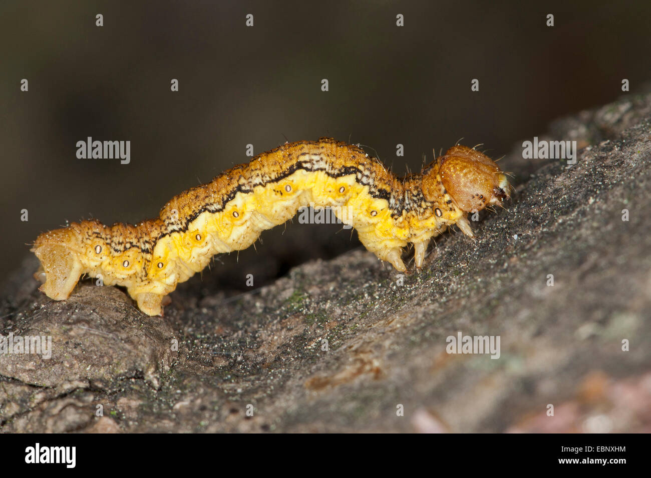 Mottled umber (Erannis defoliaria, Phalaena defoliaria, Hybernia defoliaria), caterpillar, forest pest, Germany Stock Photo