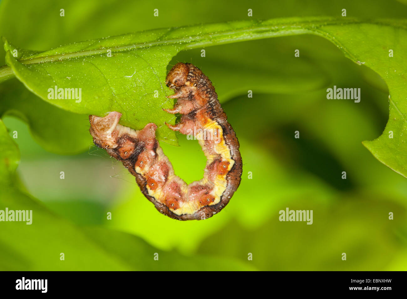 Mottled umber (Erannis defoliaria, Phalaena defoliaria, Hybernia defoliaria), caterpillar feeding on oak leaf, forest pest, Germany Stock Photo