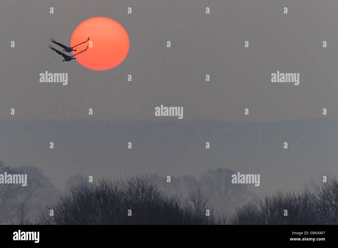 cranes (Gruidae), flying cranes in front of setting sun, Germany, Mecklenburg-Western Pomerania Stock Photo