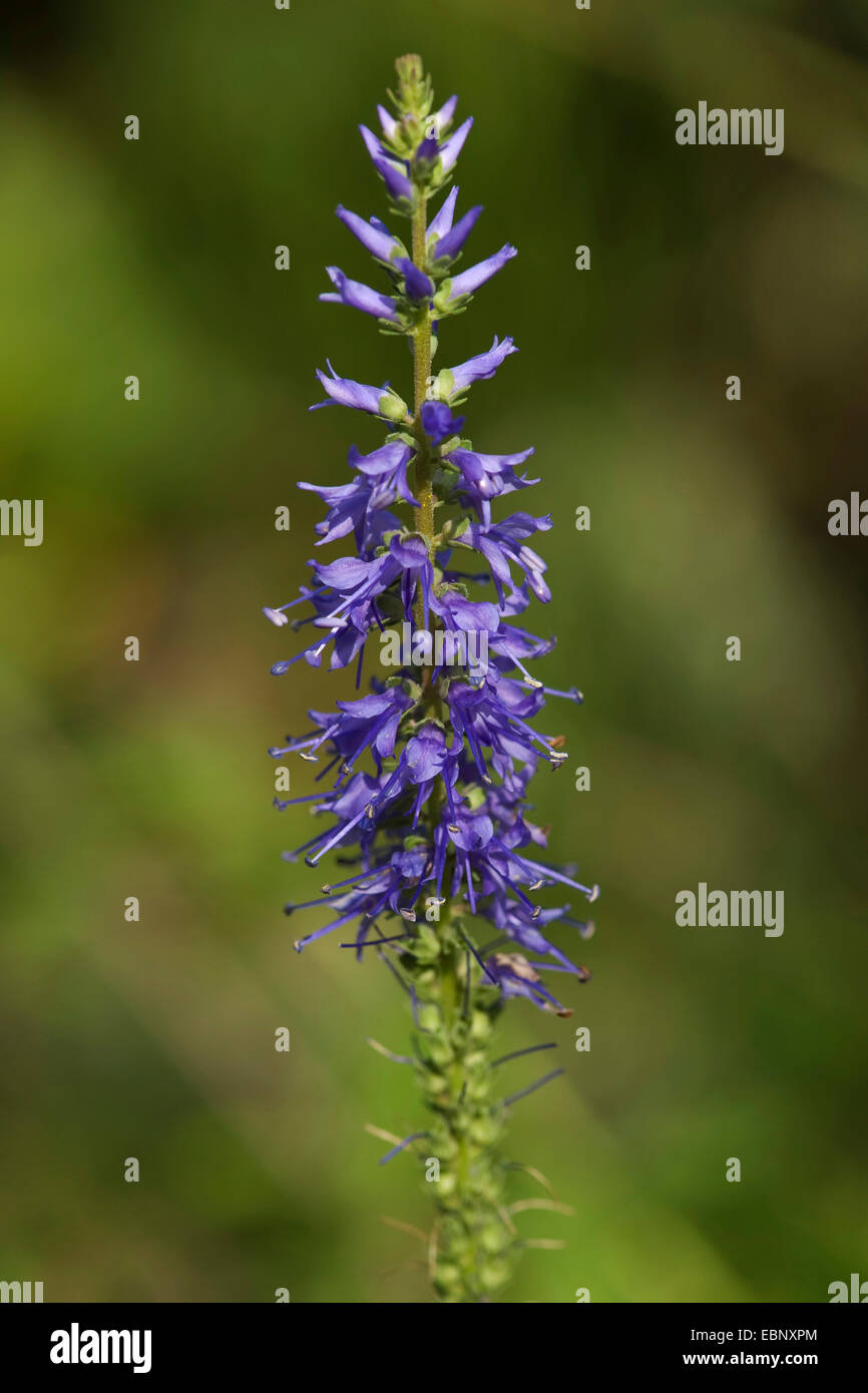 Spiked Speedwell (Pseudolysimachion spicatum, Veronica spicata), inflorescence, Germany Stock Photo