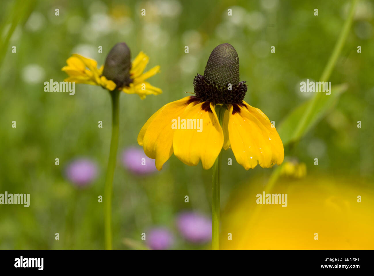 Clasping coneflower hi-res stock photography and images - Alamy