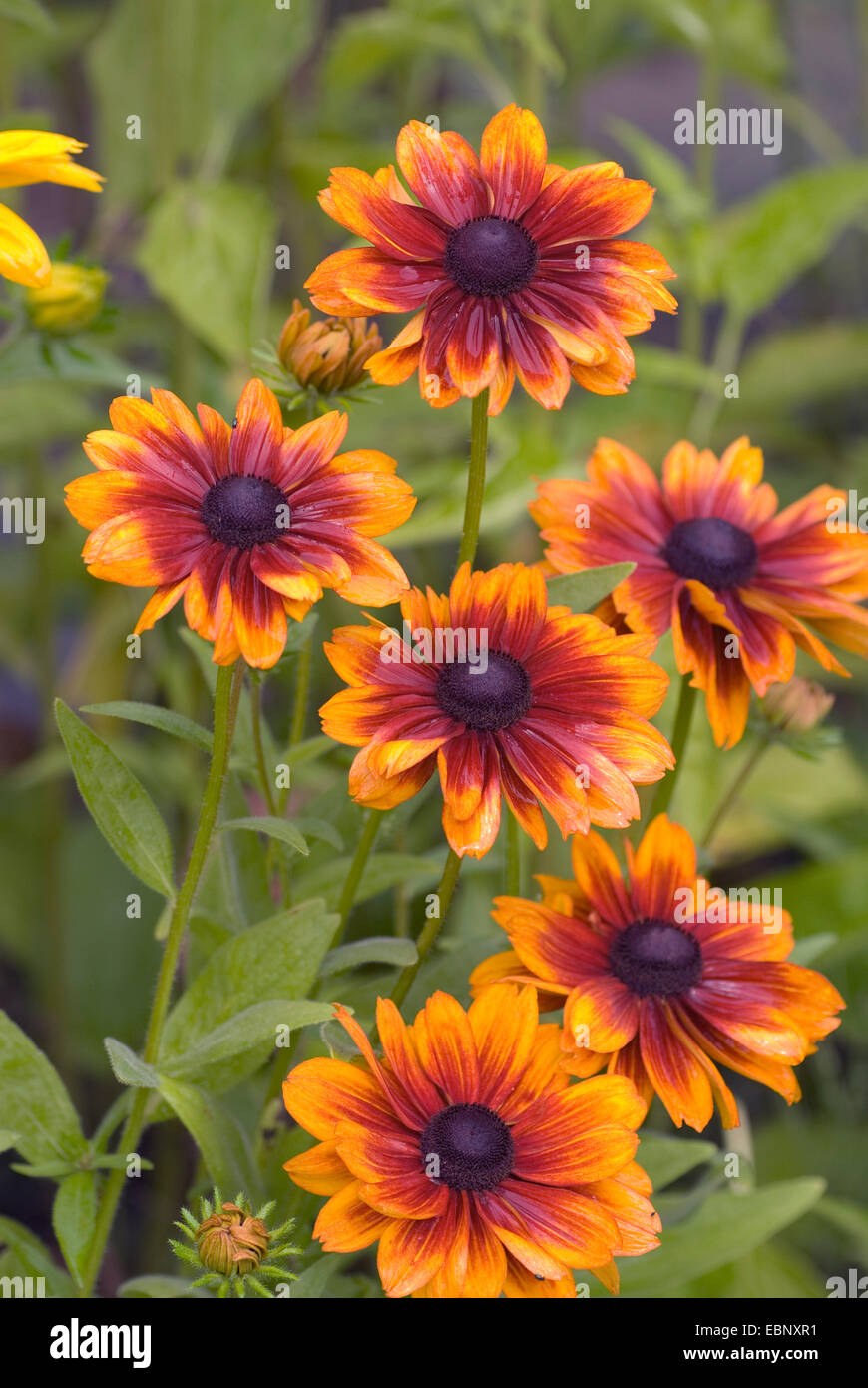 Blackeyed Susan (Rudbeckia hirta), blooming Stock Photo Alamy
