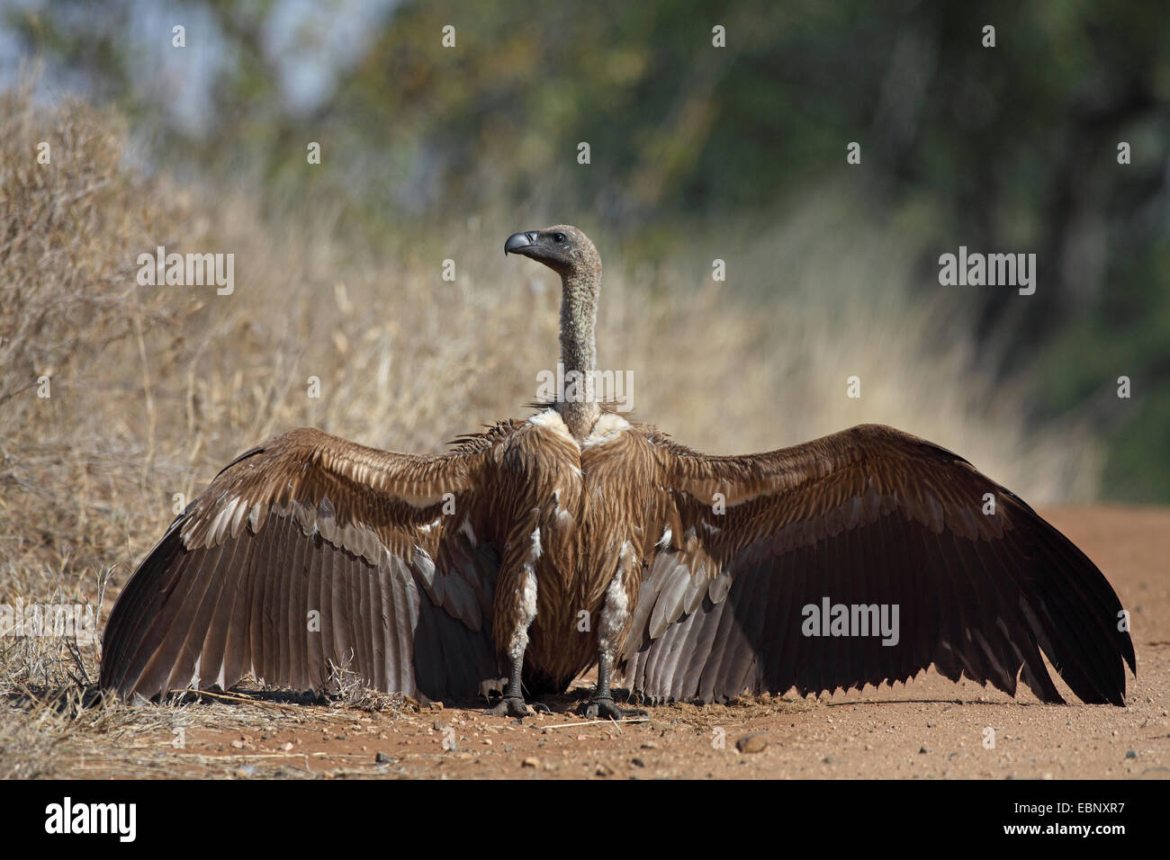 African white-backed vulture (Gyps africanus), standing on the ground with outstretched wings, South Africa, Kruger National Park Stock Photo