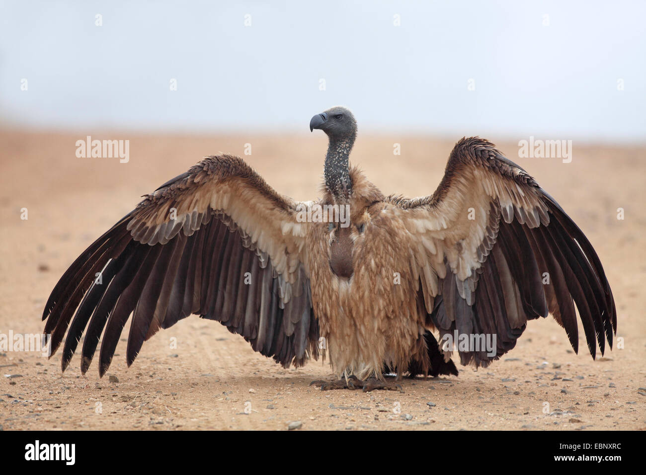 African white-backed vulture (Gyps africanus), standing on the ground with outstretched wings, South Africa, Kruger National Park Stock Photo