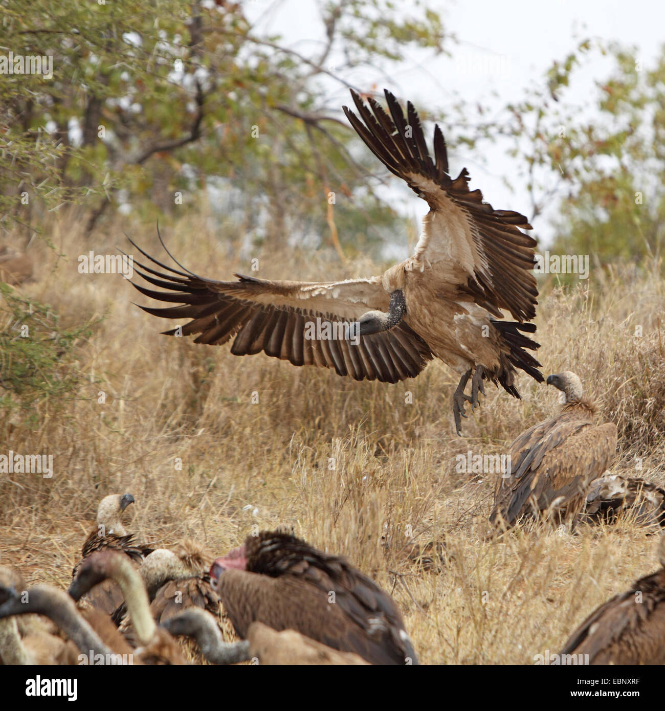 African white-backed vulture (Gyps africanus), landing on carrion, South Africa, Kruger National Park Stock Photo