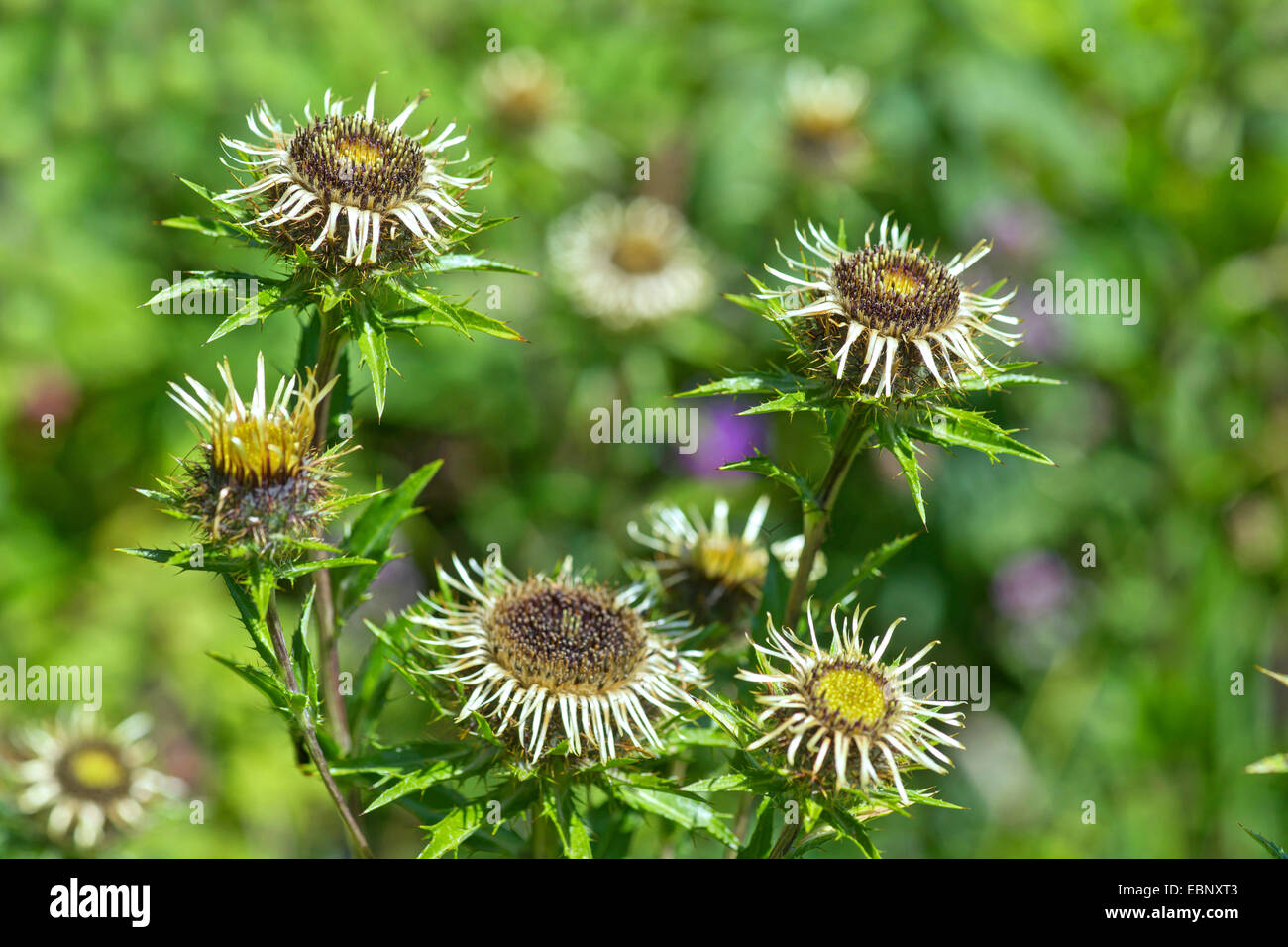Carline thistle (Carlina vulgaris), blooming, Germany, Bavaria, Oberbayern, Upper Bavaria, Ammergauer Alpen Stock Photo
