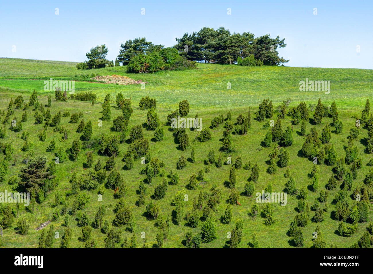 common juniper, ground juniper (Juniperus communis), juniper heath, Germany, North Rhine-Westphalia, Eifel, Alendorf Stock Photo