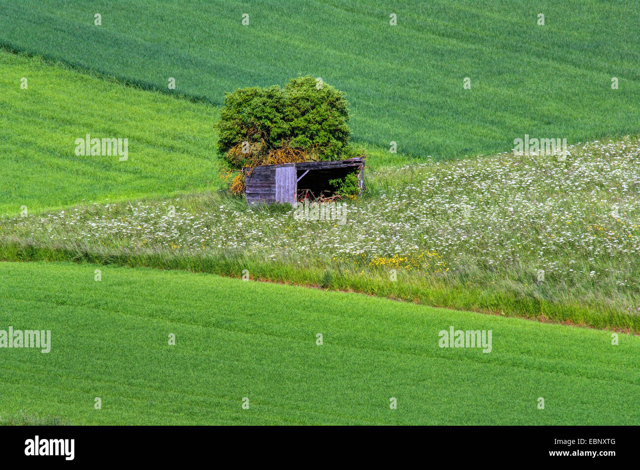 wooden shelter and single tree in field scenery in spring, Germany, North Rhine-Westphalia, Eifel, Alendorf Stock Photo