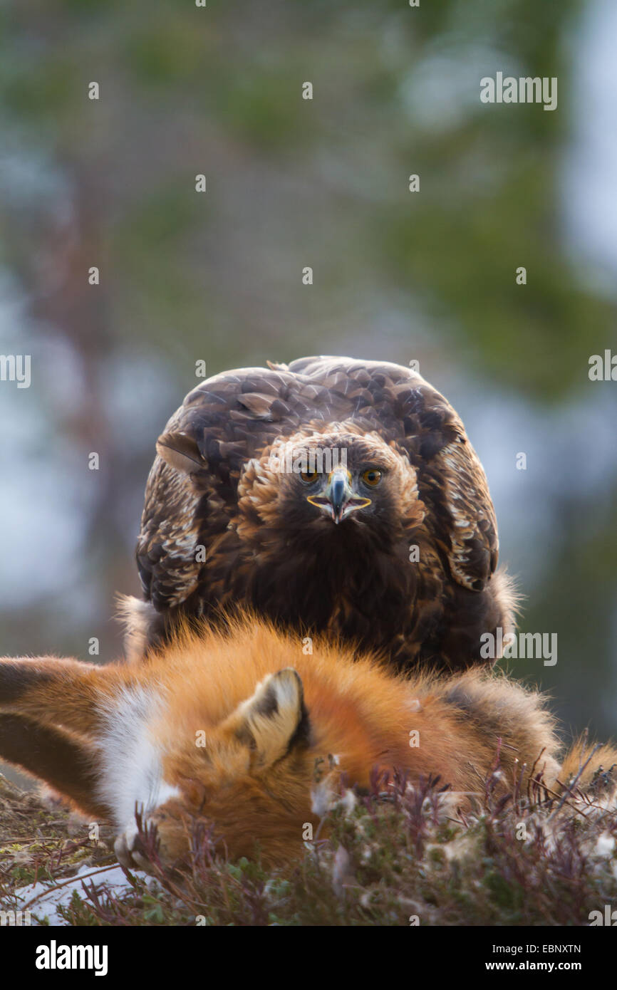 golden eagle (Aquila chrysaetos), sitting beside a dead fox, Norway, Trondheim Stock Photo