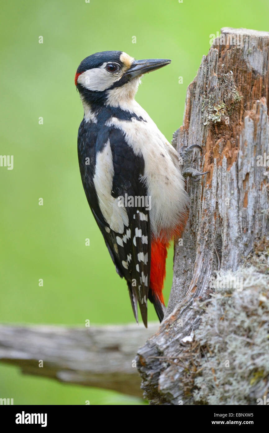 Great spotted woodpecker (Picoides major, Dendrocopos major), sitting at a tree snag, Finland Stock Photo