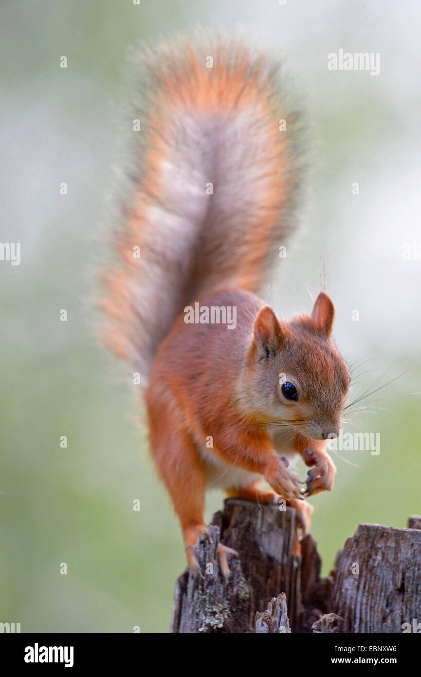 European red squirrel, Eurasian red squirrel (Sciurus vulgaris ...