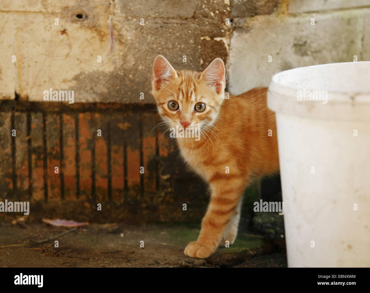 domestic cat, house cat (Felis silvestris f. catus), tabby red kitten peering behind a bucket, Germany, Baden-Wuerttemberg Stock Photo