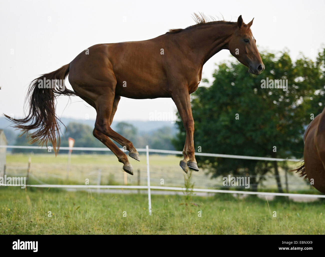 Bavarian warmblood, German warmblood (Equus przewalskii f. caballus), leapfrog of a mare on pasture, Germany, Allgaeu Stock Photo