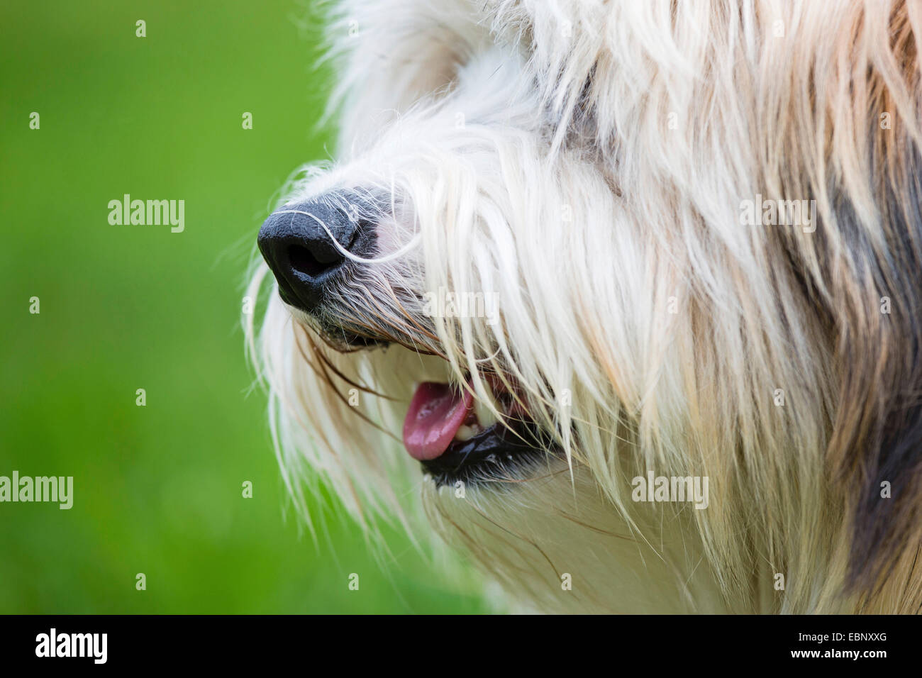 Tibetan Terrier, Tsang Apso, Dokhi Apso (Canis lupus f. familiaris), snout in profile, Germany Stock Photo