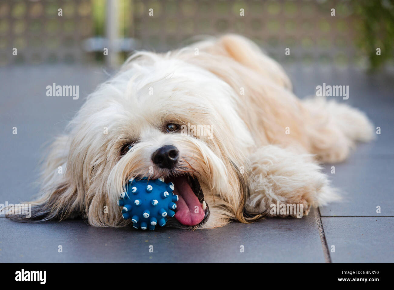 Tibetan Terrier, Tsang Apso, Dokhi Apso (Canis lupus f. familiaris), one-year-old, bright sable and white male lying on terrace and playing with a blue ball, Germany Stock Photo