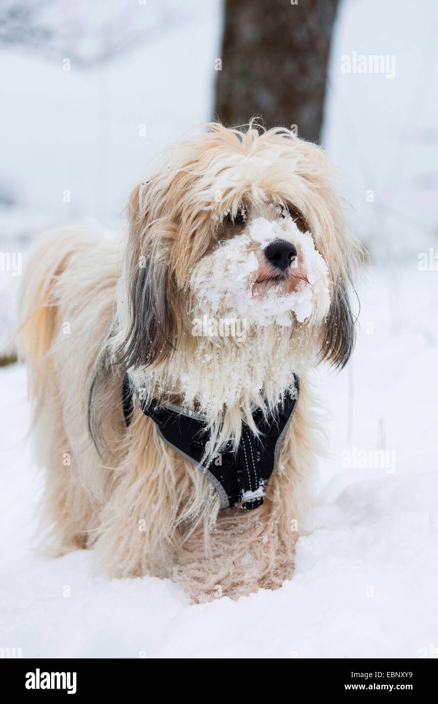 Tibetan Terrier, Tsang Apso, Dokhi Apso (Canis lupus f. familiaris), one-year-old, bright sable and white male standing in snow, Germany Stock Photo