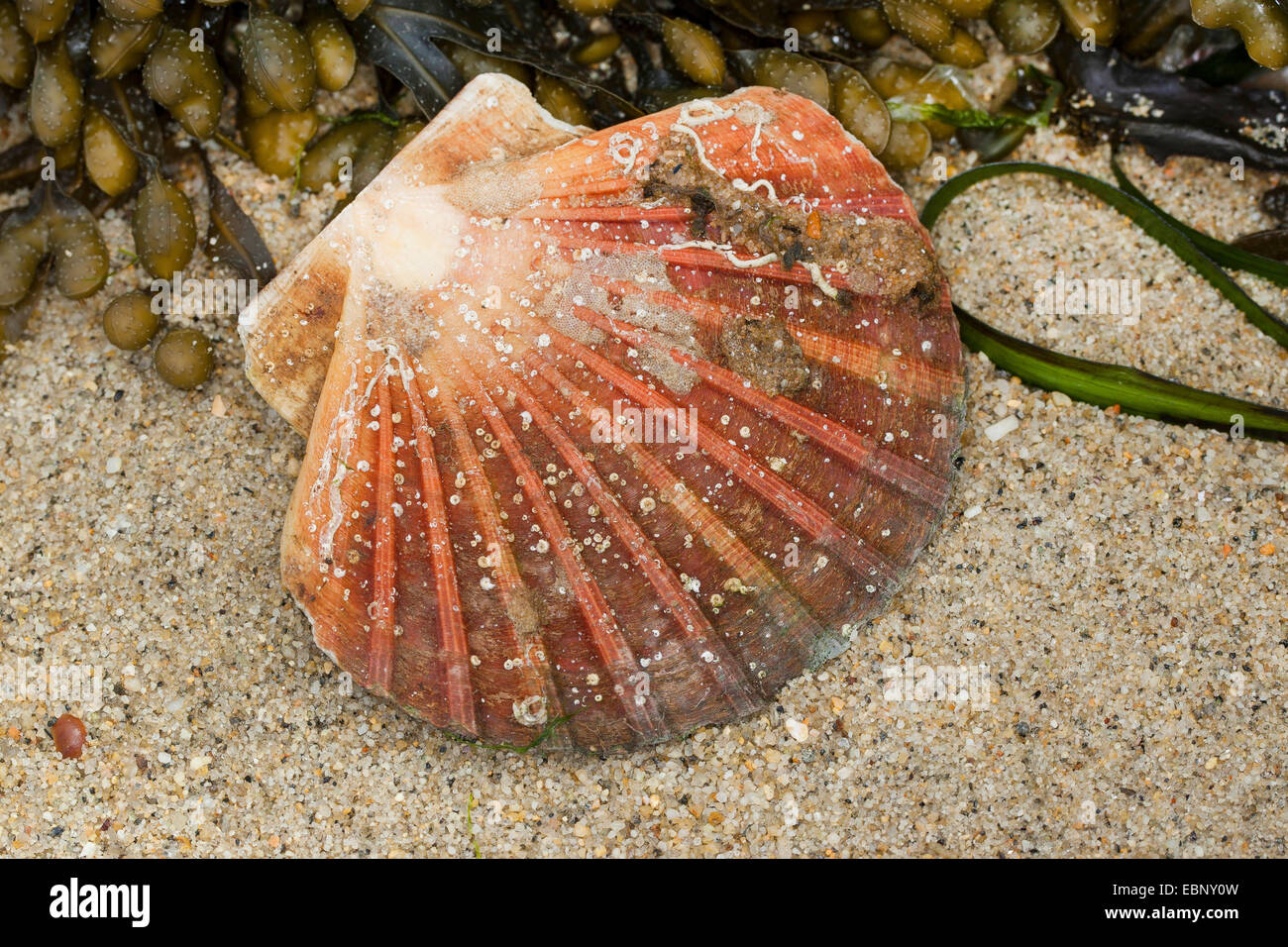 Great scallop, Common scallop, Coquille St. Jacques (Pecten maximus), with seaweed on the beach Stock Photo
