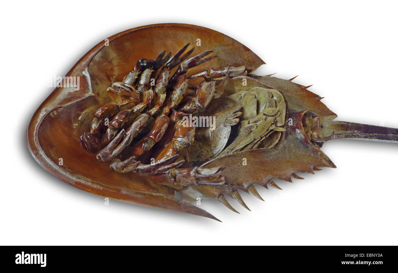 horseshoe crabs (Xiphosura), unterside, cutout Stock Photo Alamy