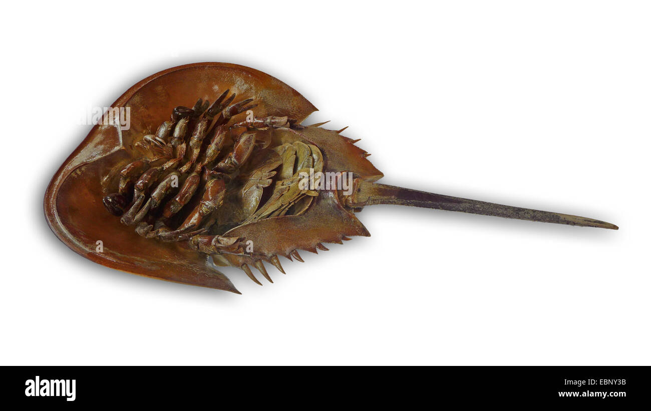 horseshoe crabs (Xiphosura), unterside, cutout Stock Photo Alamy
