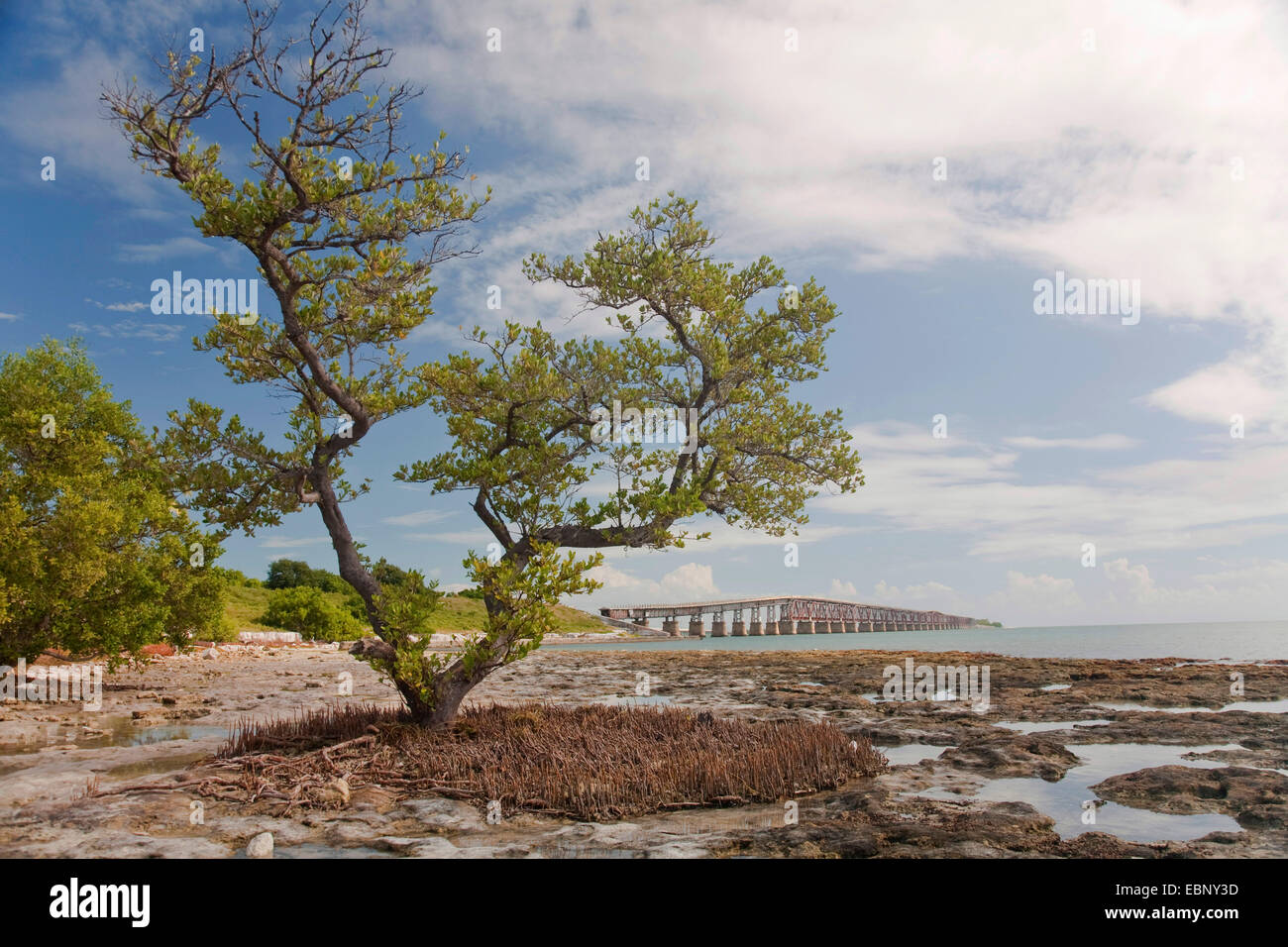 coast scenery and Bahia Honda Bridge, USA, Florida, Florida Keys, Key West Stock Photo