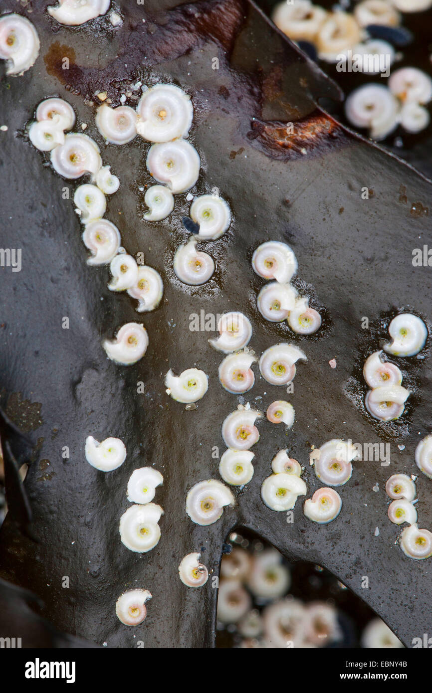 Tubeworm, Sinistral spiral tubeworm, Spiral tubeworm (Spirorbis spirorbis), on a brown alga, Germany Stock Photo