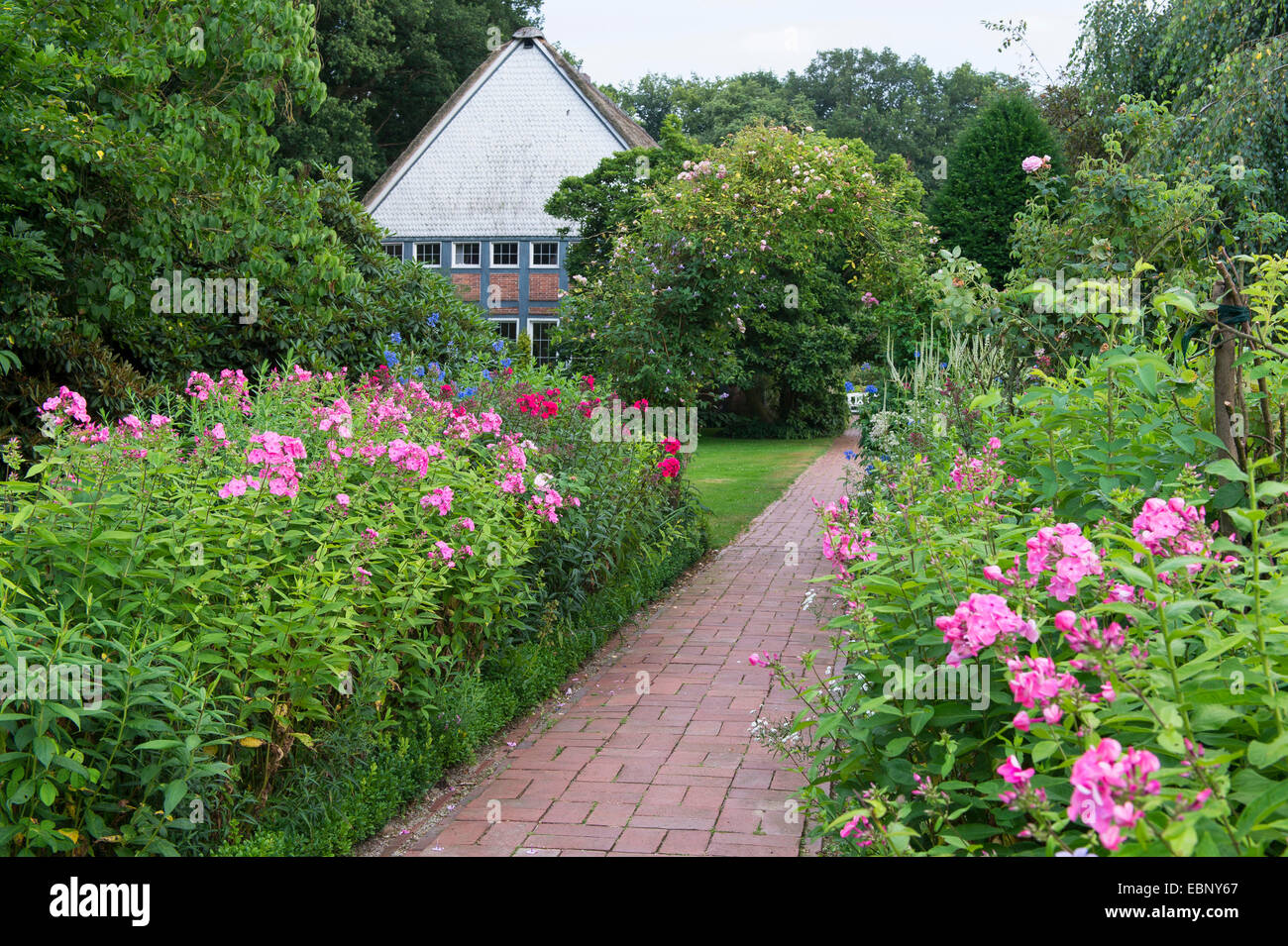 fall phlox, garden phlox (Phlox paniculata), garden with phlox and rose arche, Germany, Lower Saxony, Oldenburger Muensterland Stock Photo