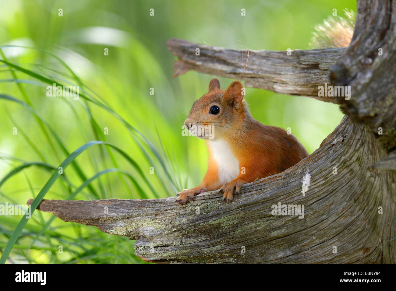 European red squirrel, Eurasian red squirrel (Sciurus vulgaris ...