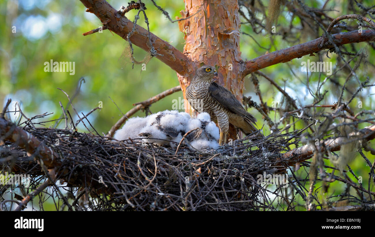 northern sparrow hawk (Accipiter nisus), female with chicks in the nest, Finland Stock Photo