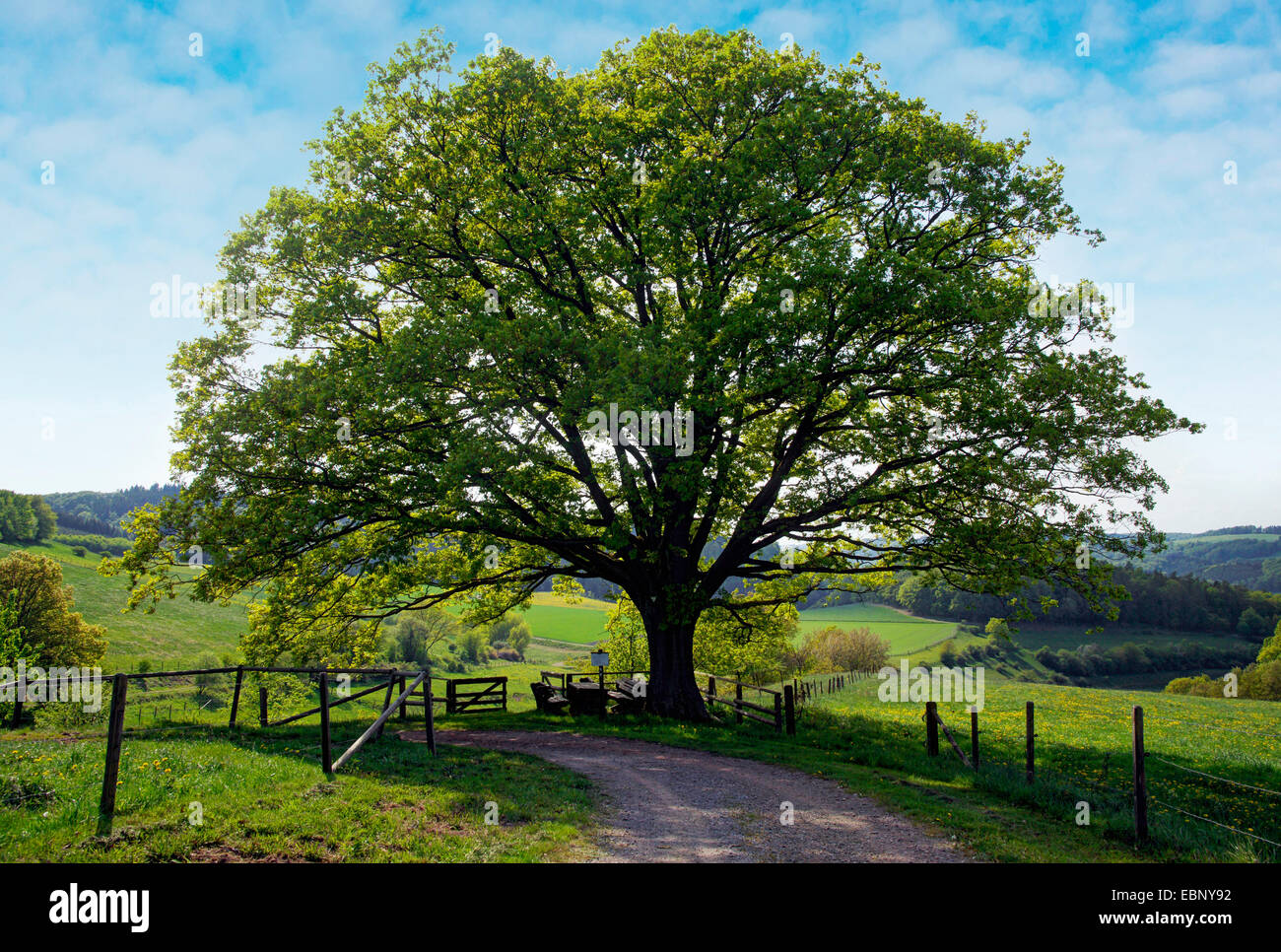 old oak by the wayside, Germany, Hesse, Hessisches Bergland Stock Photo