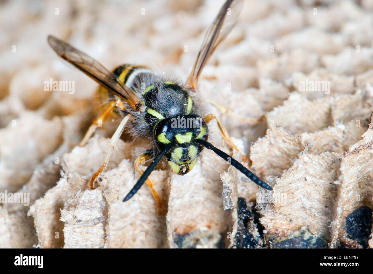 common wasp (Vespula vulgaris, Paravespula vulgaris), wasp at the wasps nest, Germany Stock Photo