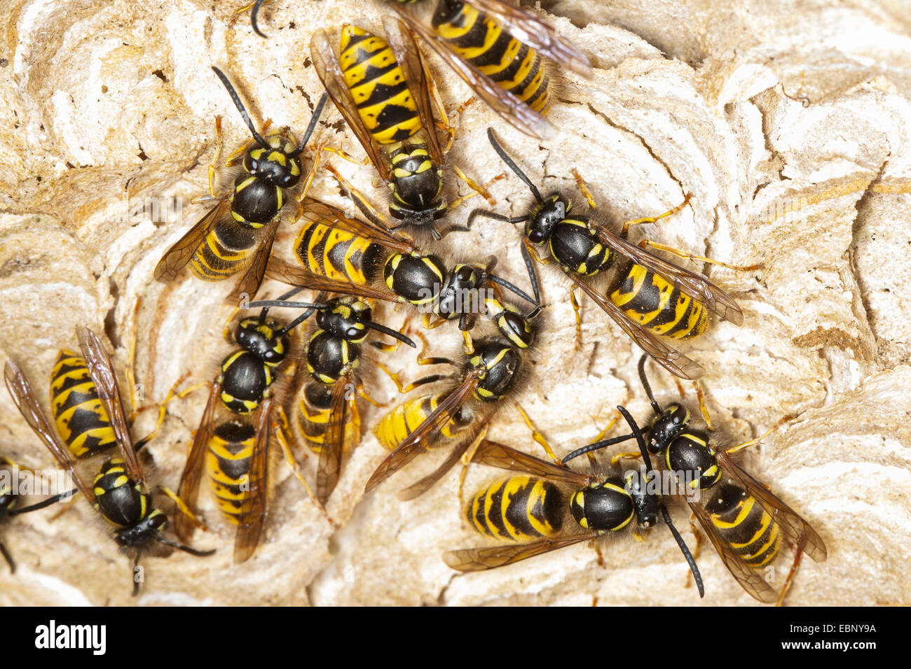 common wasp (Vespula vulgaris, Paravespula vulgaris), wasps at the wasps nest, Germany Stock Photo
