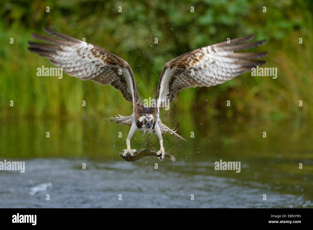 osprey, fish hawk (Pandion haliaetus), in flight with prey, Finland Stock Photo