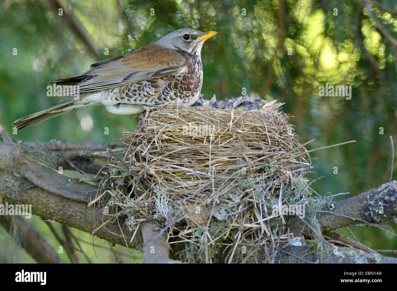fieldfare (Turdus pilaris), sitting on the nest with nestlings, Finland Stock Photo