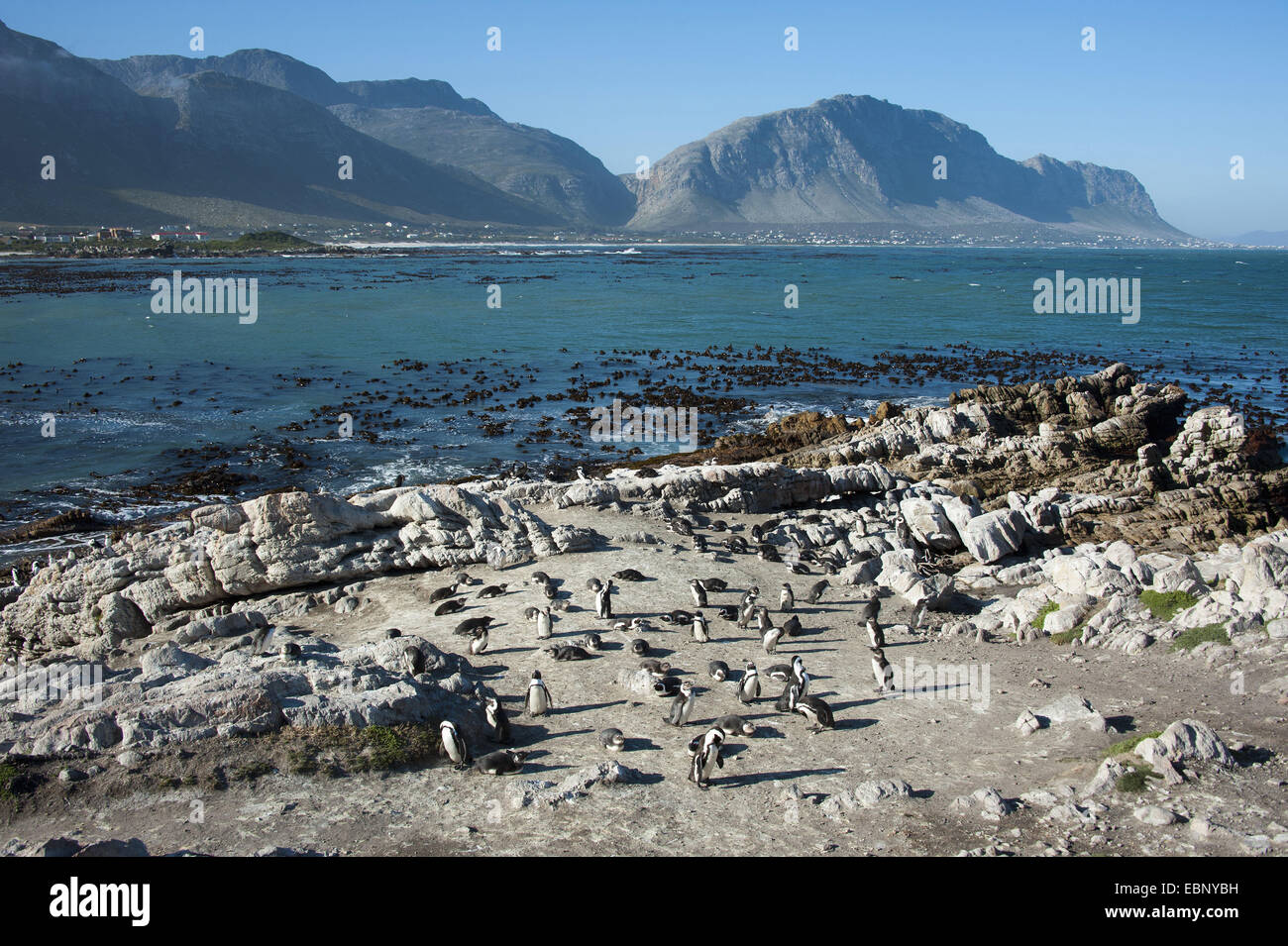 jackass penguin, African penguin, black-footed penguin (Spheniscus demersus), small colony at the rocky Atlantic coast, South Africa, Western Cape, Bettys Bay Stock Photo