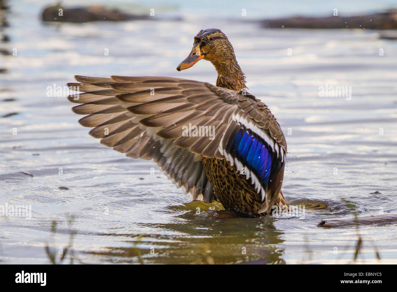 mallard (Anas platyrhynchos), bathing female flapps wings, Germany, Bavaria, Lake Chiemsee Stock Photo