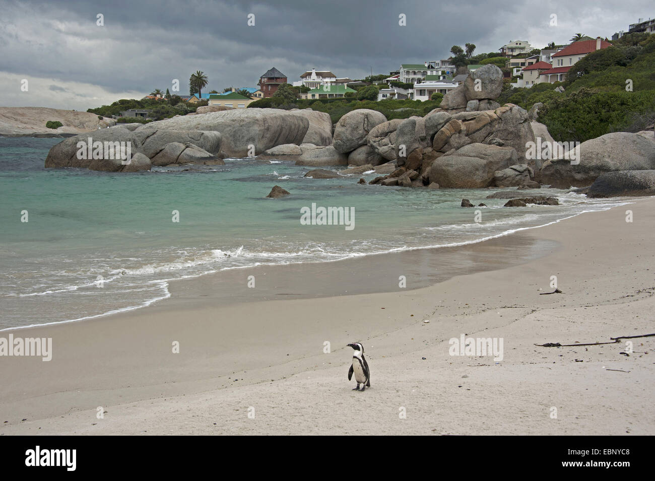 jackass penguin, African penguin, black-footed penguin (Spheniscus demersus), single bird standing on the sand beach of the bay of Boulders Beach, South Africa, Western Cape, Simons Town Stock Photo