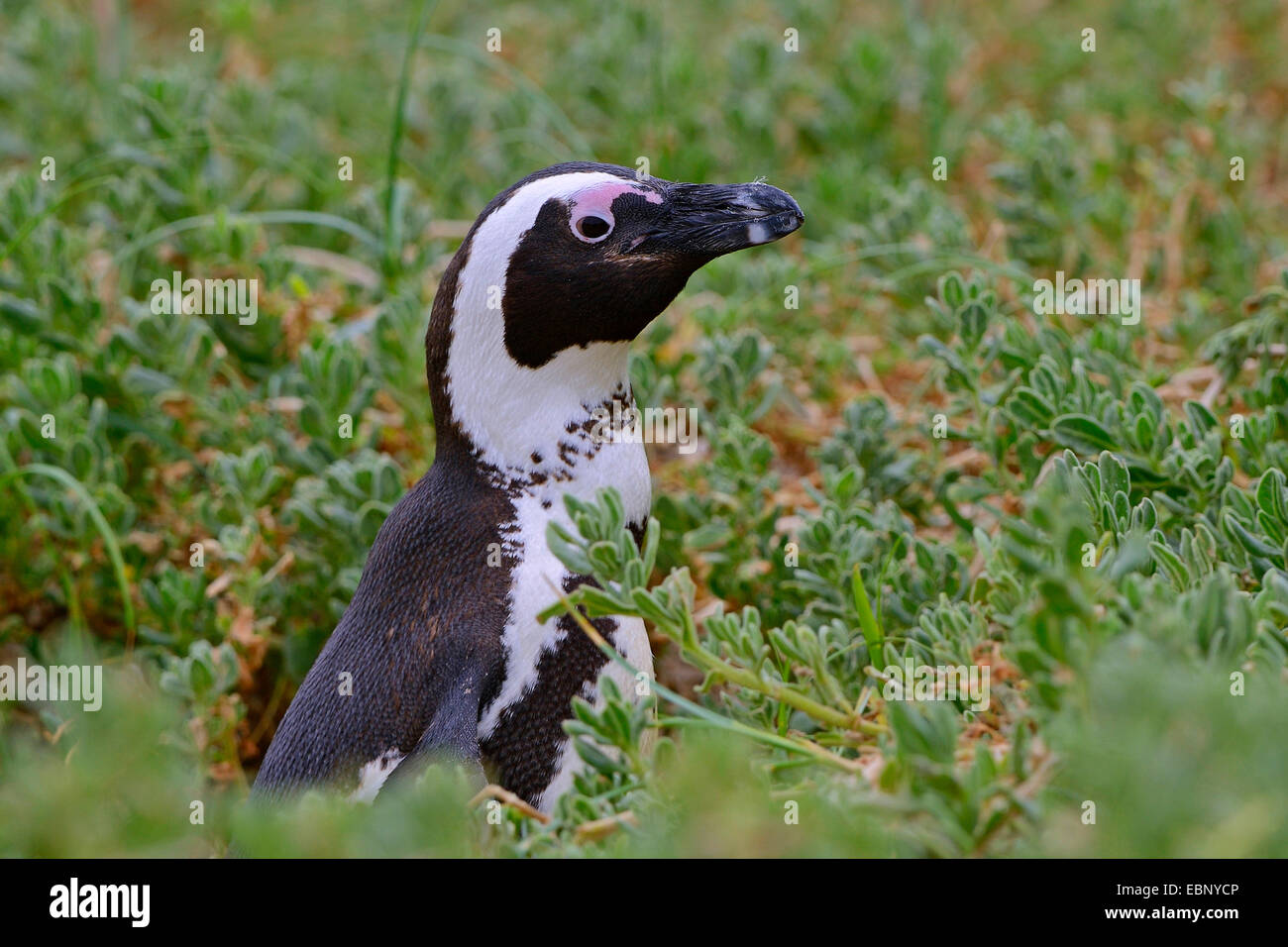 jackass penguin, African penguin, black-footed penguin (Spheniscus demersus), half-length portrait, South Africa, Western Cape, Boulders Beach Stock Photo