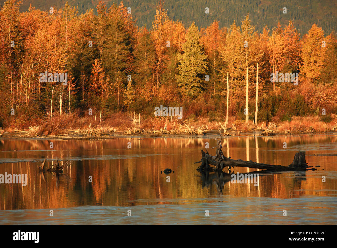 autumn landscape with lake at the Chugach National Forest, USA, Alaska, Chugach National Forest Stock Photo