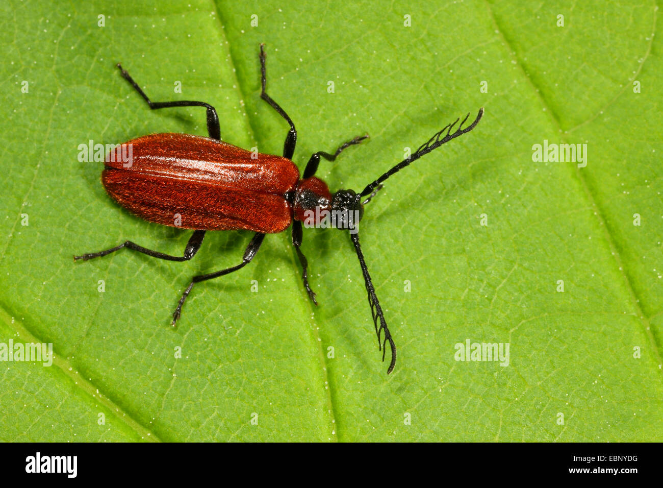 Orange-coloured fire beetle (Schizotus pectinicornis), on a leaf, Germany Stock Photo