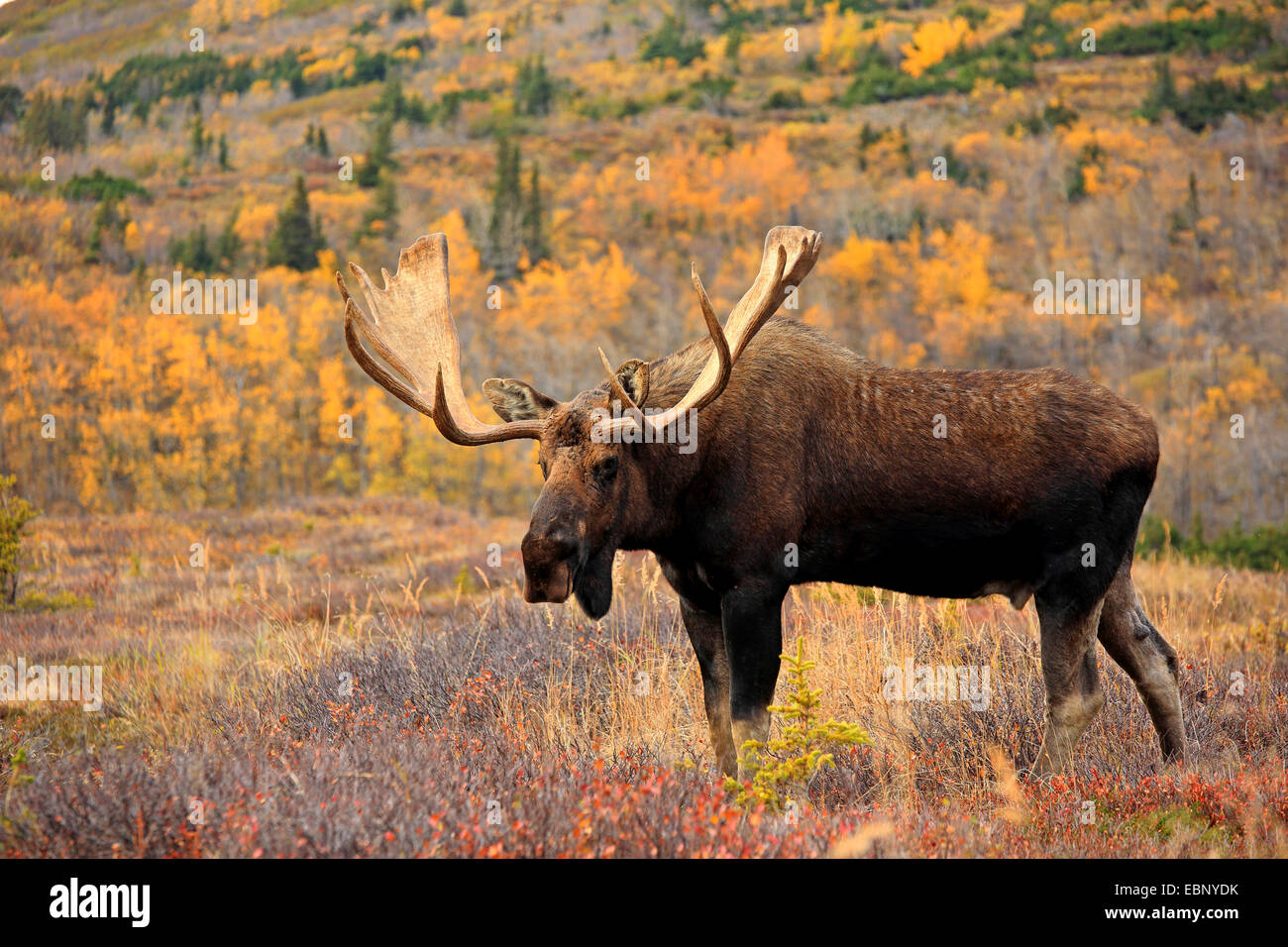 Alaska moose, Tundra moose, Yukon moose (Alces alces gigas), bull elk , USA, Alaska, Chugach