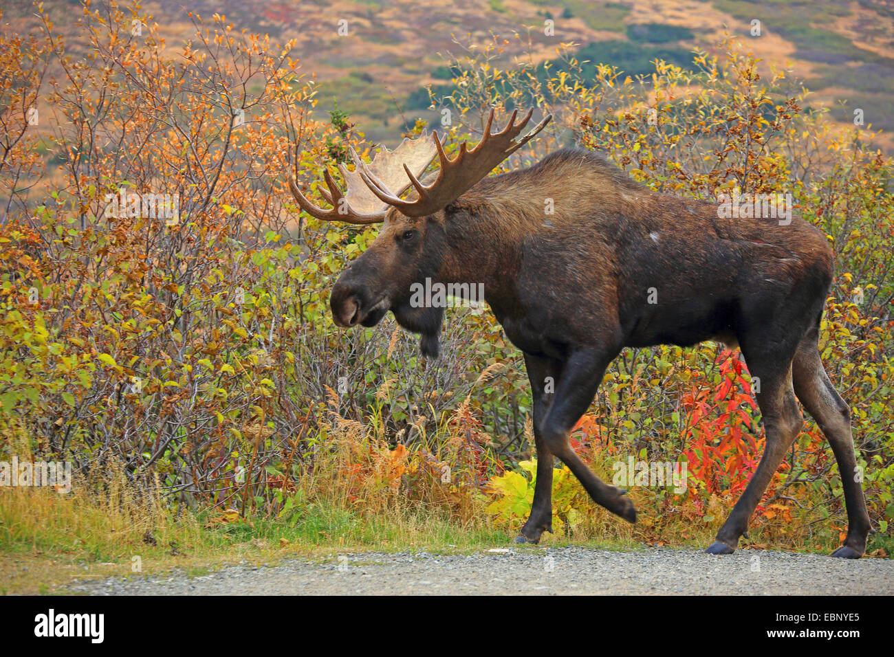 Alaska moose, Tundra moose, Yukon moose (Alces alces gigas), bull elk