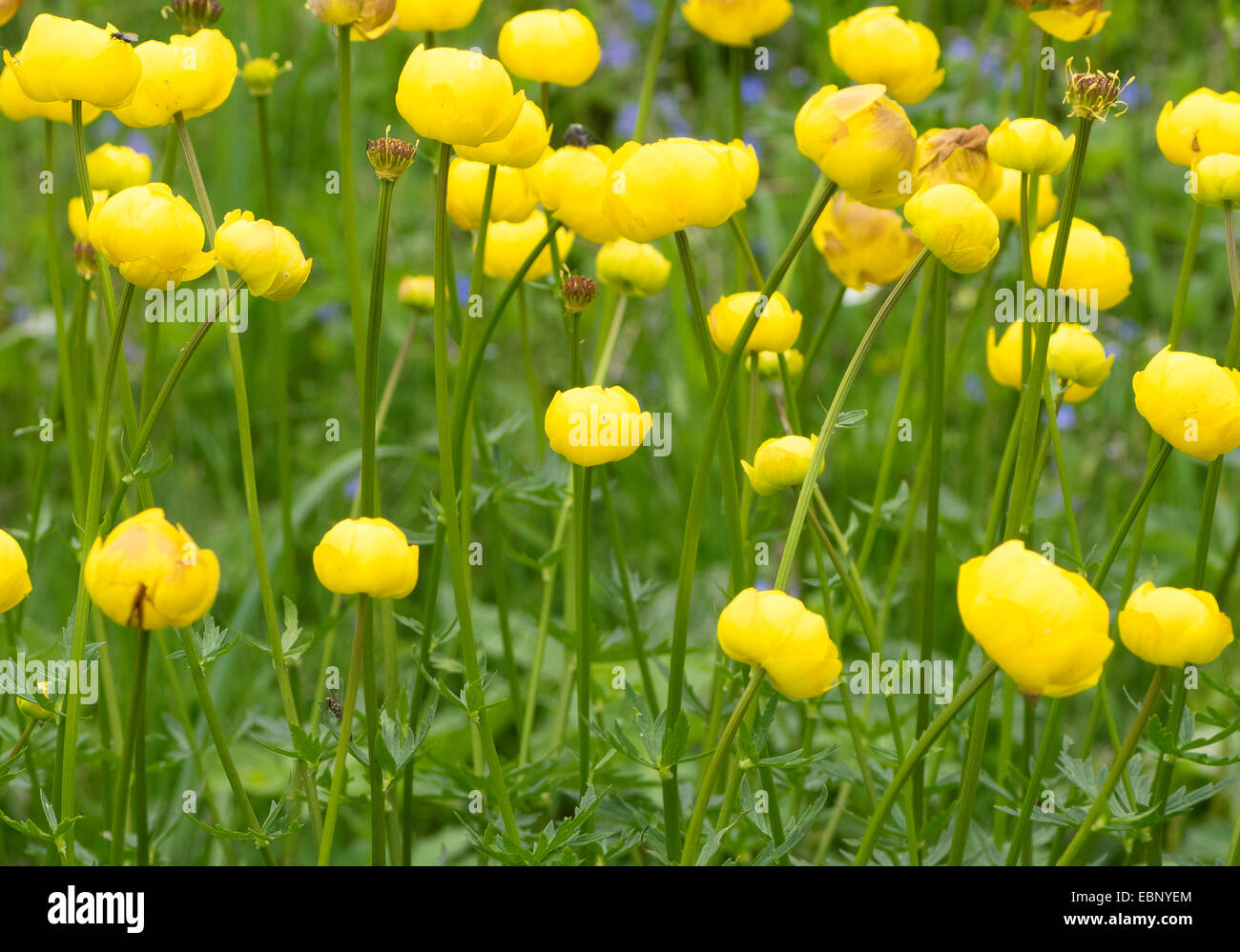 globeflower (Trollius europaeus), many flowers, Austria, Tyrol, Namloser Tal Stock Photo