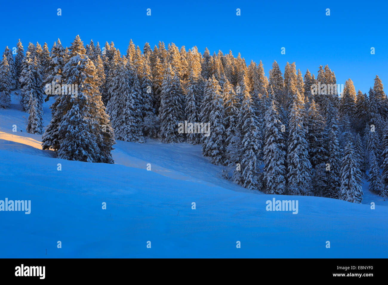 snow covered coniferous forest in morning light, Switzerland Stock ...