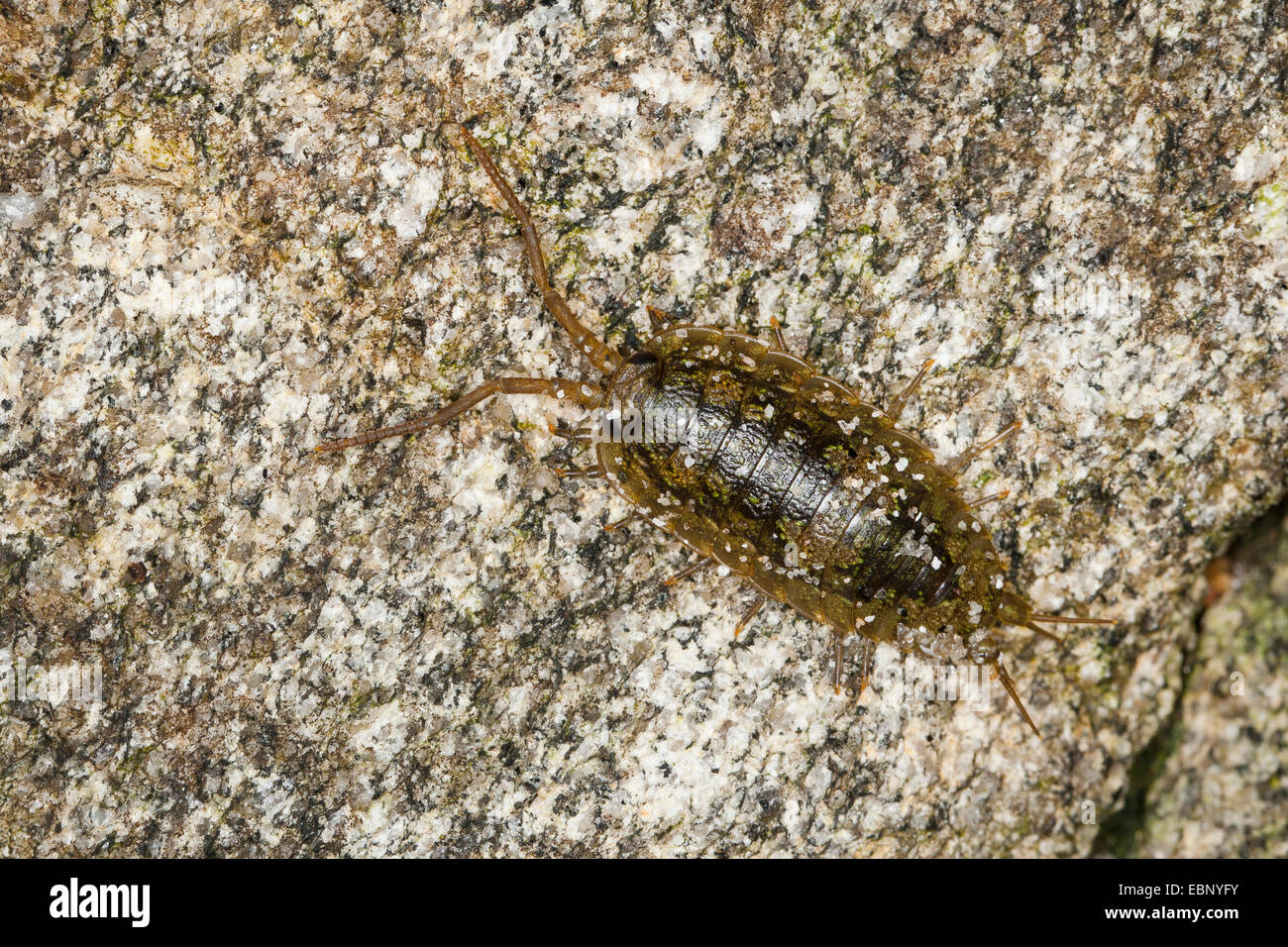 Great sea-slater, Sea slater, Quay-louse, Sea roach, Littoral woodlouse (Ligia oceanica), on a stone, Germany Stock Photo