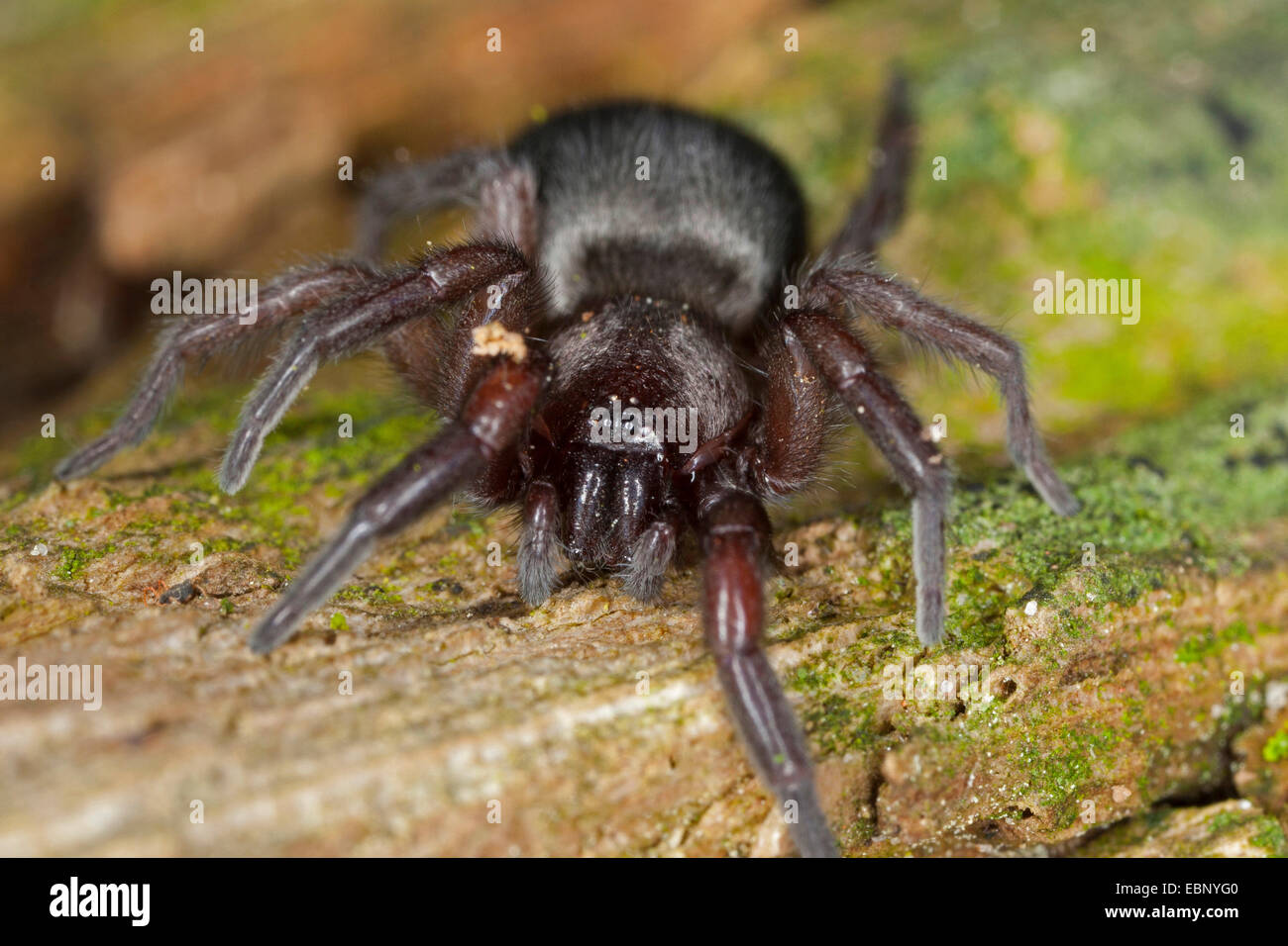 Mouse Spider, Ground spider (Scotophaeus spec.), portrait, Germany Stock Photo