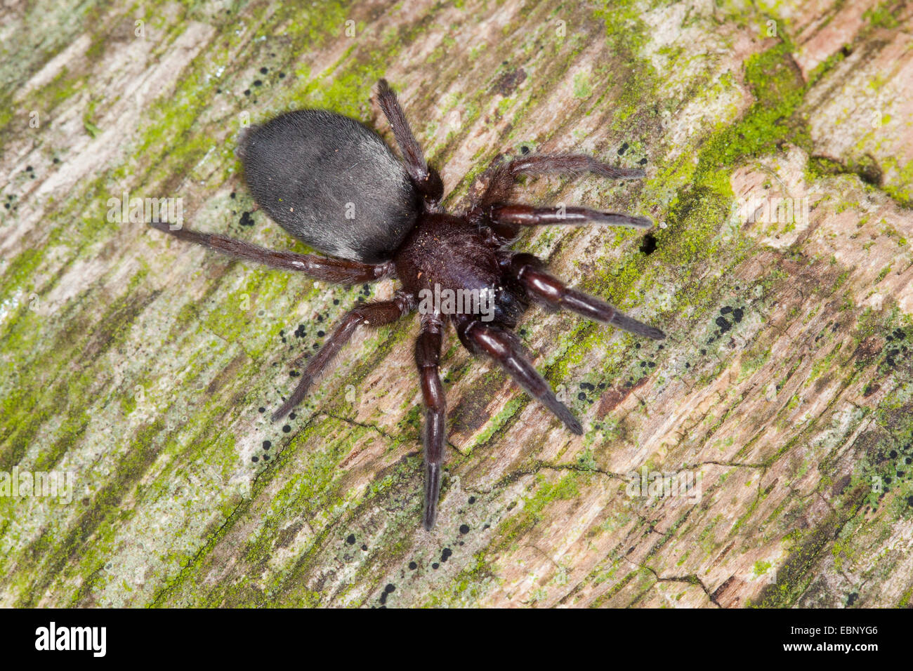 Mouse Spider, Ground spider (Scotophaeus spec.), on wood, Germany Stock Photo