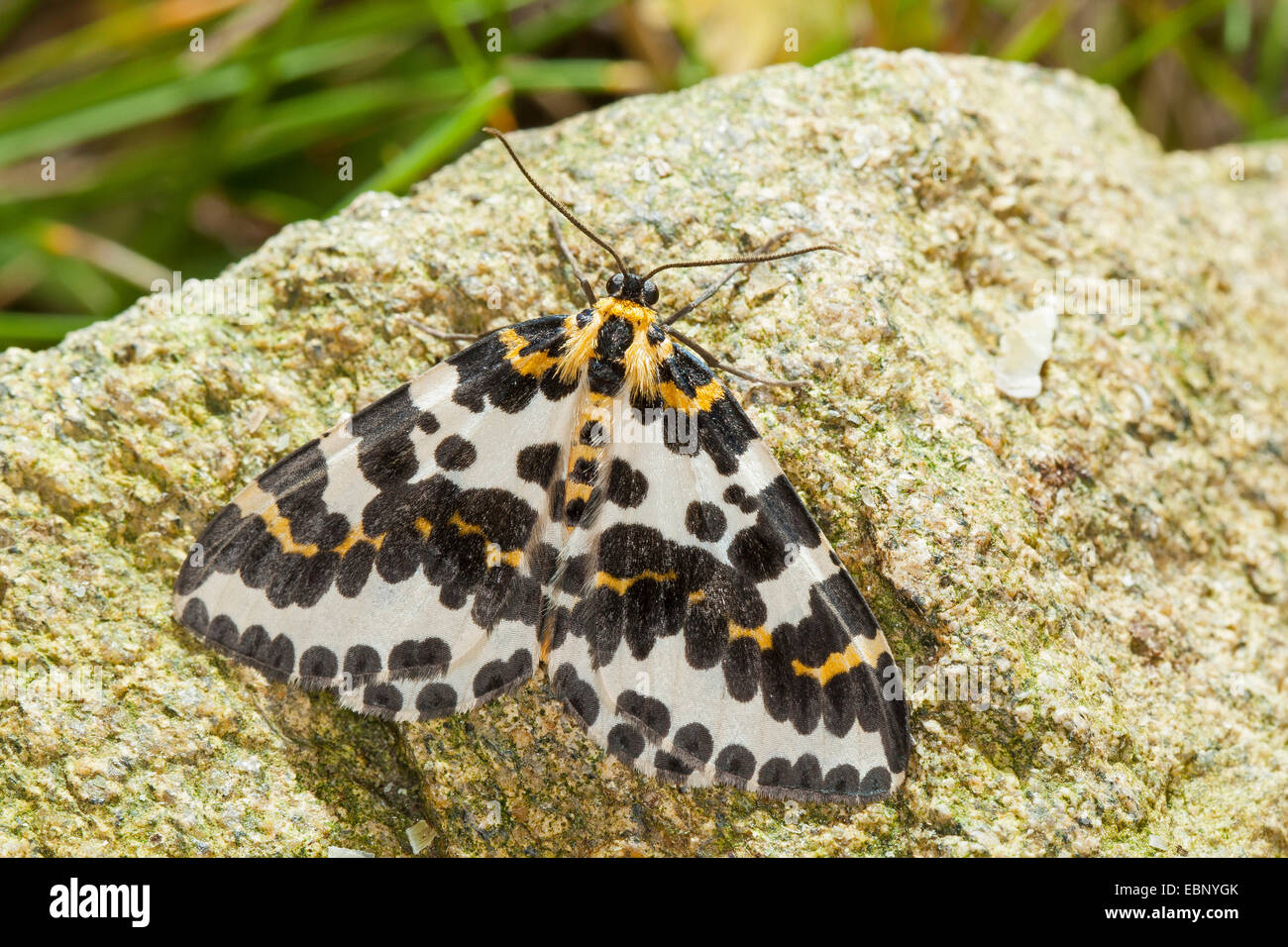 magpie moth, currant moth (Abraxas grossulariata), on a stone, Germany Stock Photo