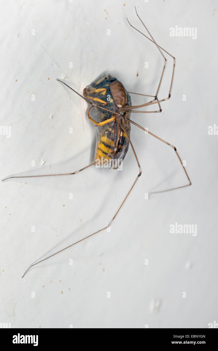 Long-bodied cellar spider, Longbodied cellar spider (Pholcus phalangioides), caught and wrapped a waps at the ceiling, Germany Stock Photo