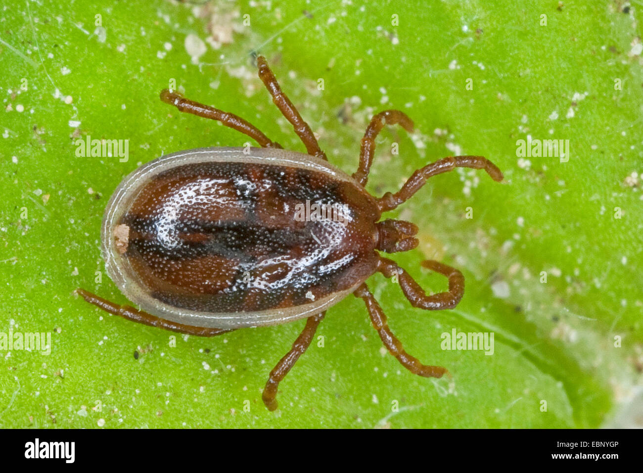 European castor bean tick, European sheep tick (Ixodes ricinus Stock