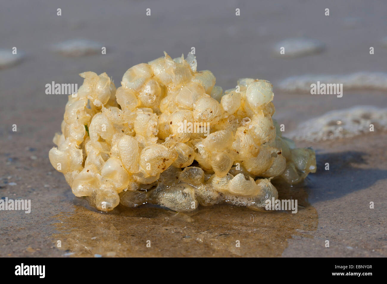 Common whelk, Edible European whelk, Waved whelk, buckie, Northern whelk (Buccinum undatum), eggballs on the beach, Germany Stock Photo